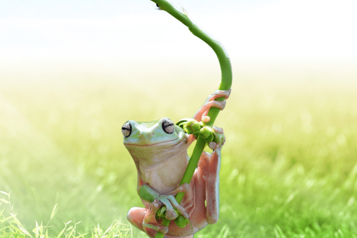 Cute frog having trouble being green
